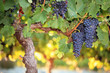 Red wine grapes on old grape vine