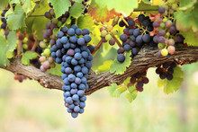 Bunches Of Red Wine Grapes On Old Grape Vine