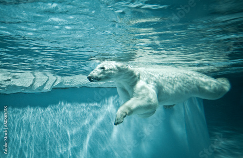 Naklejka samoprzylepna Thalarctos maritimus (ursus maritimus) - niedźwiedź polarny