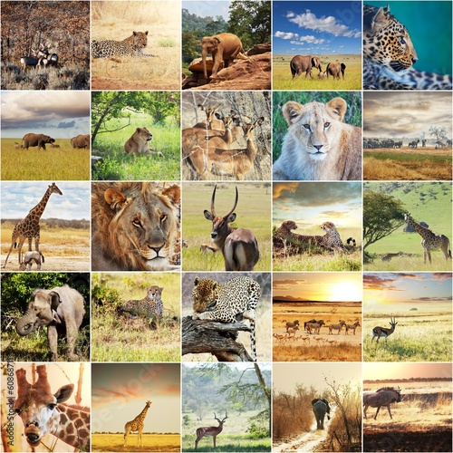 Naklejka samoprzylepna Afrykańskie safari