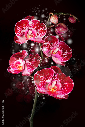 Board z aluminiowym obramowaniem Magiczna orchidea