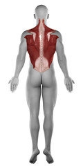 Poster - Abs back muscles antomy  posterior view