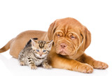 Fototapeta Zwierzęta - Bordeaux puppy dog and bengal kitten together. isolated 