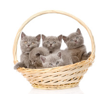 Group British Shorthair Kittens In Basket. Isolated On White 
