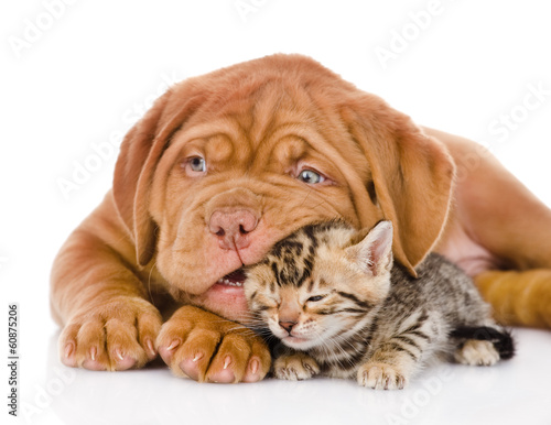 Fotomural Burdeos cachorro de perro juega con el gatito de bengala. aislado