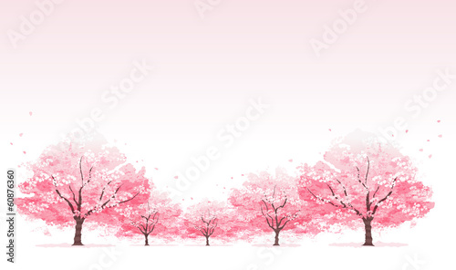 Naklejka samoprzylepna 桜 並 木 linia drzewa wiśni tle drzewa