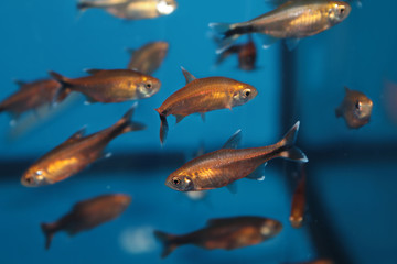 Silvertip tetra (Hasemania nana) aquarium fish