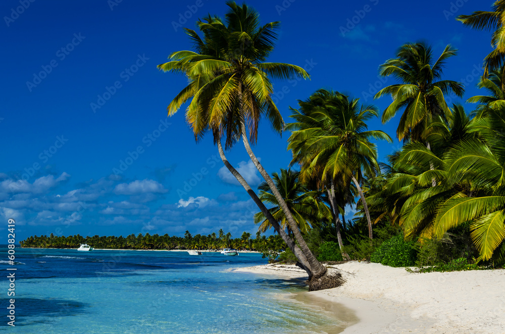 Caribbean beach with palms - obrazy, fototapety, plakaty 