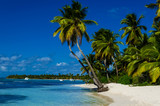Caribbean beach with palms