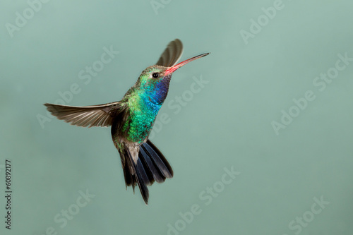 Board z aluminiowym obramowaniem Piękny mężczyzna hummingbird szerokolistny w locie