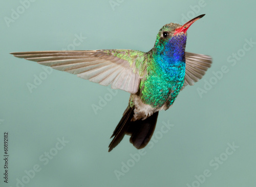 Board z aluminiowym obramowaniem Piękny mężczyzna hummingbird szerokolistny w locie