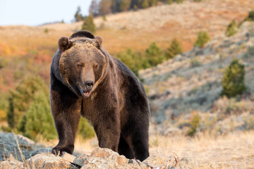 north american grizzly bear