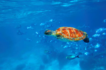 Green Turtle