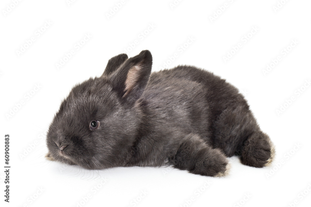 Czarny królik - obrazy, fototapety, plakaty 