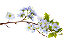 Isolated Cherry Tree Blue Blossom Macro