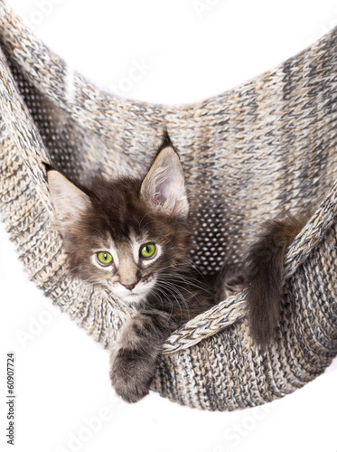 Fotoboard na płycie Mały kotek maine coon