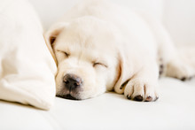 Close Up Of Sleeping Puppy Of Labrador On The White Sofa