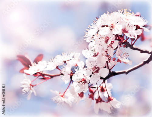 Naklejka na szybę Blooming tree at spring