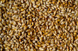 Close up of barley seeds for beer production