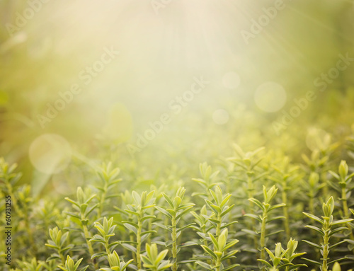 Board z aluminiowym obramowaniem Wiosna bokeh