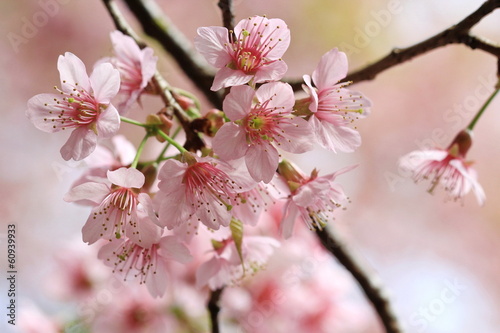 Board z aluminiowym obramowaniem Bliska szczegółów różowy sakura