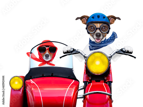 Obraz w ramie motorbike dogs