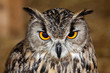 Eurasian owl eagle very close up, detail face