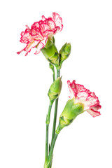 Canvas Print - Blooming carnation flower