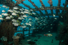 Shipwreck, Caribbean Sea