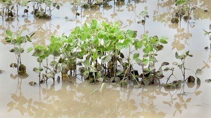 Agriculture, natural disaster, flood in soy field, spring