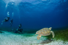 Sea Turtle, Caribbean.