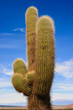 Large cactus in the sun