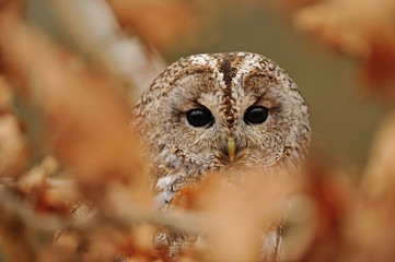 Poster - Tawny Owl hidden between leafs