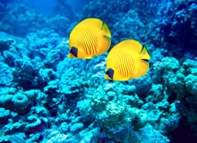 Group Of Coral Fish  In Water.