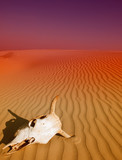 Fototapeta Dinusie - Desert skull, Africa
