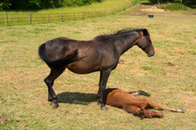 Brown Horse With Foal