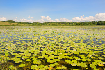 Wall Mural - Lake with water lilies and yellow Brandy-bottles