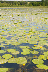 Wall Mural - Lake with water lilies and yellow Brandy-bottles