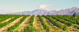 Fototapeta Dmuchawce - Lemon orchard and mountain lanscape, South Africa Western Cape