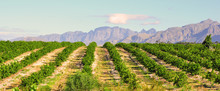 Lemon Orchard And Mountain Lanscape, South Africa Western Cape