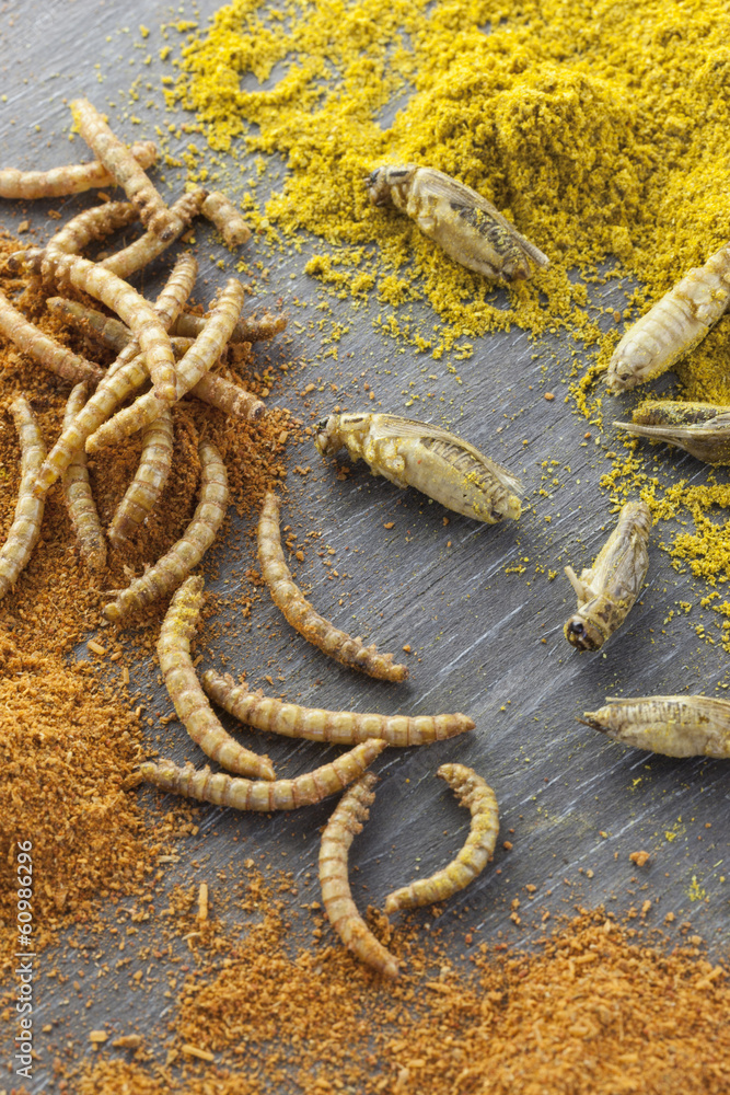 edible roasted and spiced mealworms and crickets Stock Photo | Adobe Stock