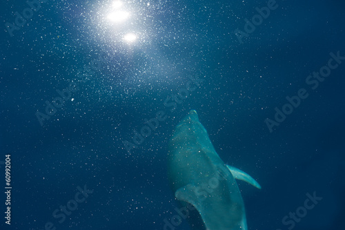 Obraz na płótnie canvas Delfin