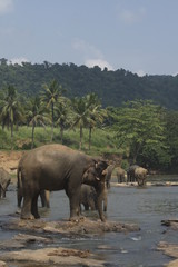 Wild big elephants playing  in water