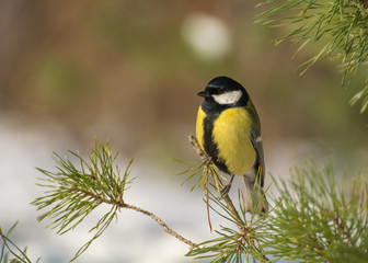 Sticker - Tit - Parus major