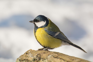 Sticker - Tit - Parus major