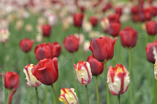 Plakat na papierze fotorealistycznym Mieszane tulipany w ogrodzie