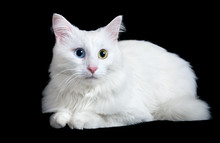Beautiful Fluffy White Cat With Different Eyes Isolated