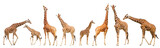 Fototapeta  - Giraffe (Giraffa camelopardalis)