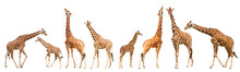 Giraffe (Giraffa Camelopardalis)