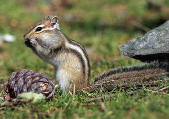 chipmunk